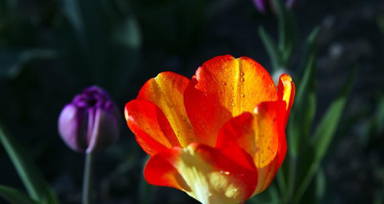 郁金香花语大揭秘（解读郁金香各种颜色的寓意与象征）