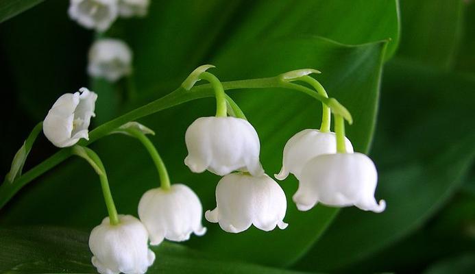 铃兰花语与寓意（探究花语，领略美好）