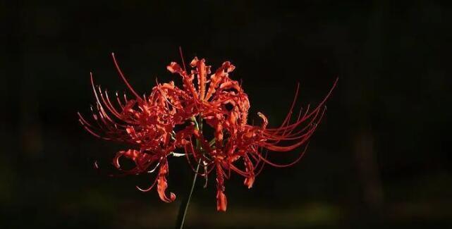 浪漫之花——解读彼岸花的爱情含义（用花语传递情感，彼岸花见证恋爱故事的终极信物）