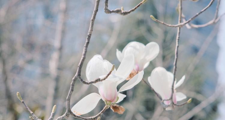 玉兰花的意义与象征（探究玉兰花的文化内涵与美学价值）