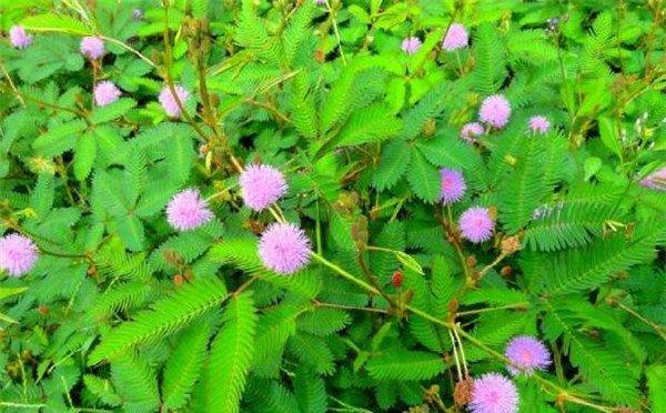 含羞草花语（揭开含羞草的羞涩面纱，了解含羞草的花语）