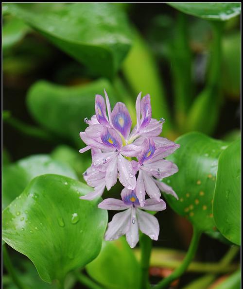 凤眼莲的花语与含义（探寻凤眼莲背后的文化底蕴）