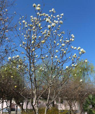 玉兰花花语解析（从花语到文化，带你领略玉兰花的魅力）