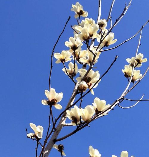 玉兰花花语解析（从花语到文化，带你领略玉兰花的魅力）