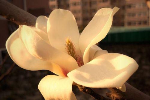 玉兰花花语解析（从花语到文化，带你领略玉兰花的魅力）