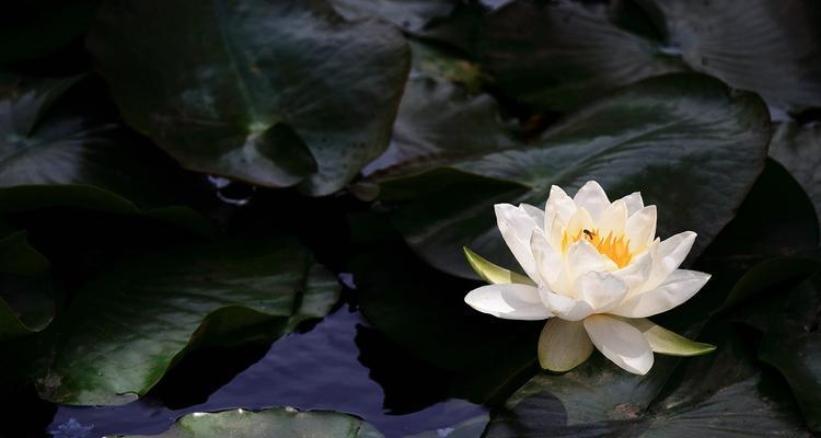 并蒂莲的花语（传递着爱与祝福的多姿多彩）