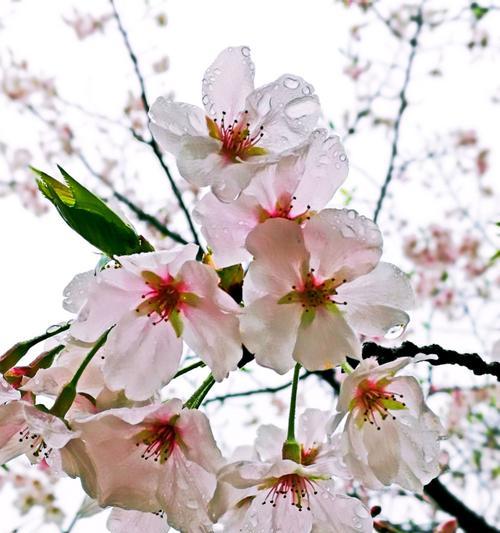 樱花花语的象征寓意（探索樱花的文化价值与美学意义）