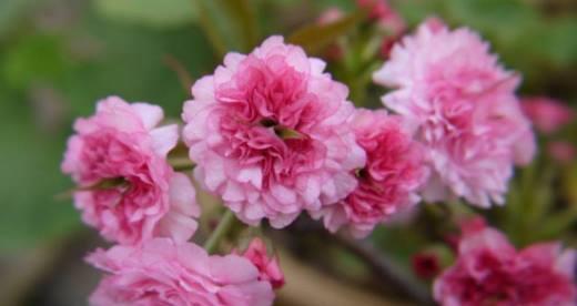 樱花花语的象征寓意（探索樱花的文化价值与美学意义）