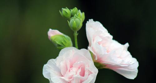 芙蓉花的花语与代表意义（赏花之余了解芙蓉花的内涵）