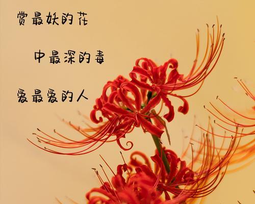 曼珠沙华花语解析（探寻曼珠沙华的丰富内涵）