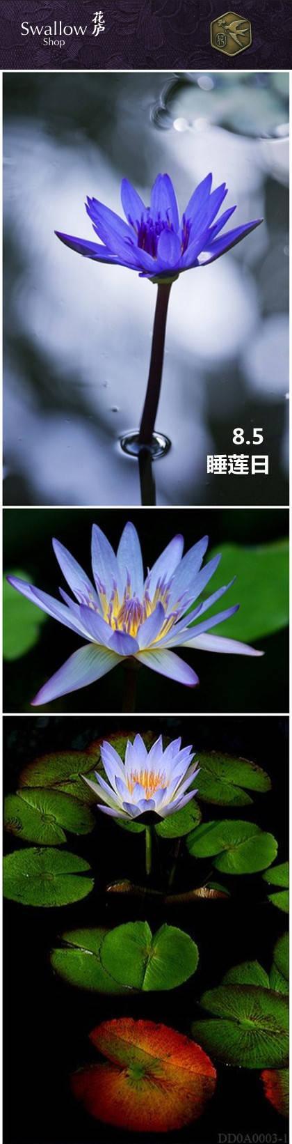 探秘睡莲花语（从花语到文化，揭开睡莲的神秘面纱）