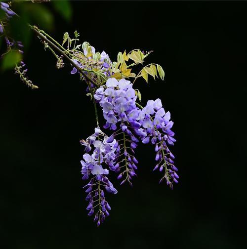 紫藤萝的花语与寓意（探寻紫藤萝的神秘世界）