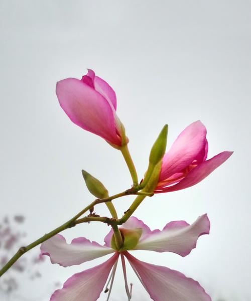 春天盛开的中国花——一场盛宴（探究中国春天开的花种类，繁花似锦的景象）