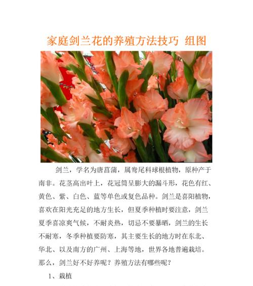 如何正确养殖兰花（掌握兰花养殖技巧，让其吐芳开放）