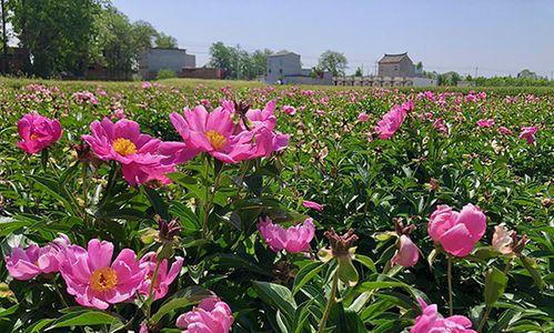 芍药种植全攻略（时间、方法、注意事项详解）