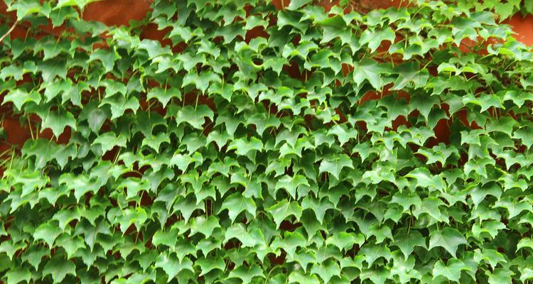 爬山虎种植须知（什么时候种植最适宜？）