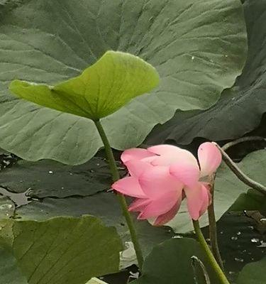 荷花的寿命与成长过程（从种子到花期，荷花的生命历程与特点）