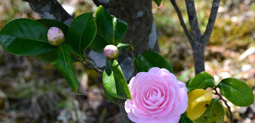 茶花夏季管理指南（打造绚丽多彩的茶花花园）