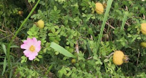 如何种植缫丝花（从选址到管理，全面指南让你轻松掌握）