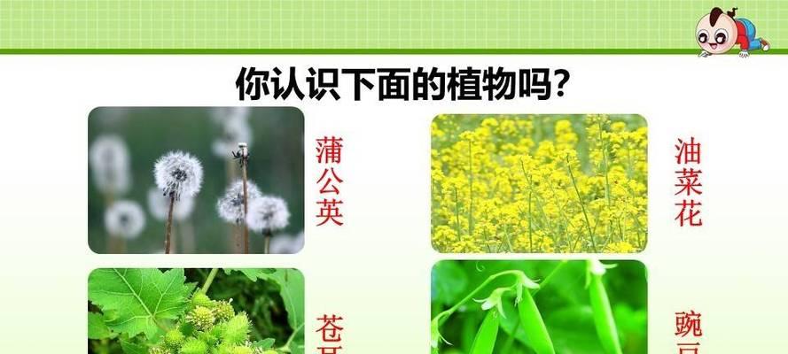 植物传播种子的方法（探秘植物传播的奥秘）