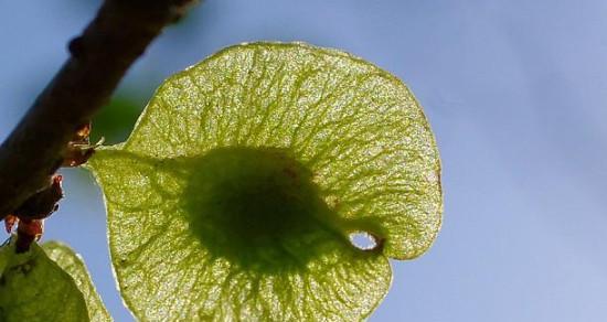 植物传播种子的方法（探秘植物传播的奥秘）