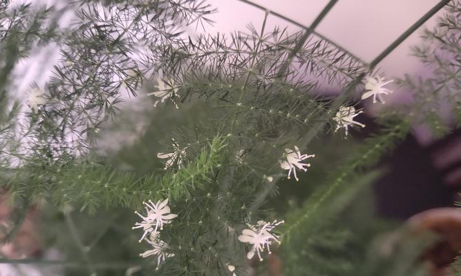 文竹开花的含义（揭示文竹开花所蕴含的神秘）