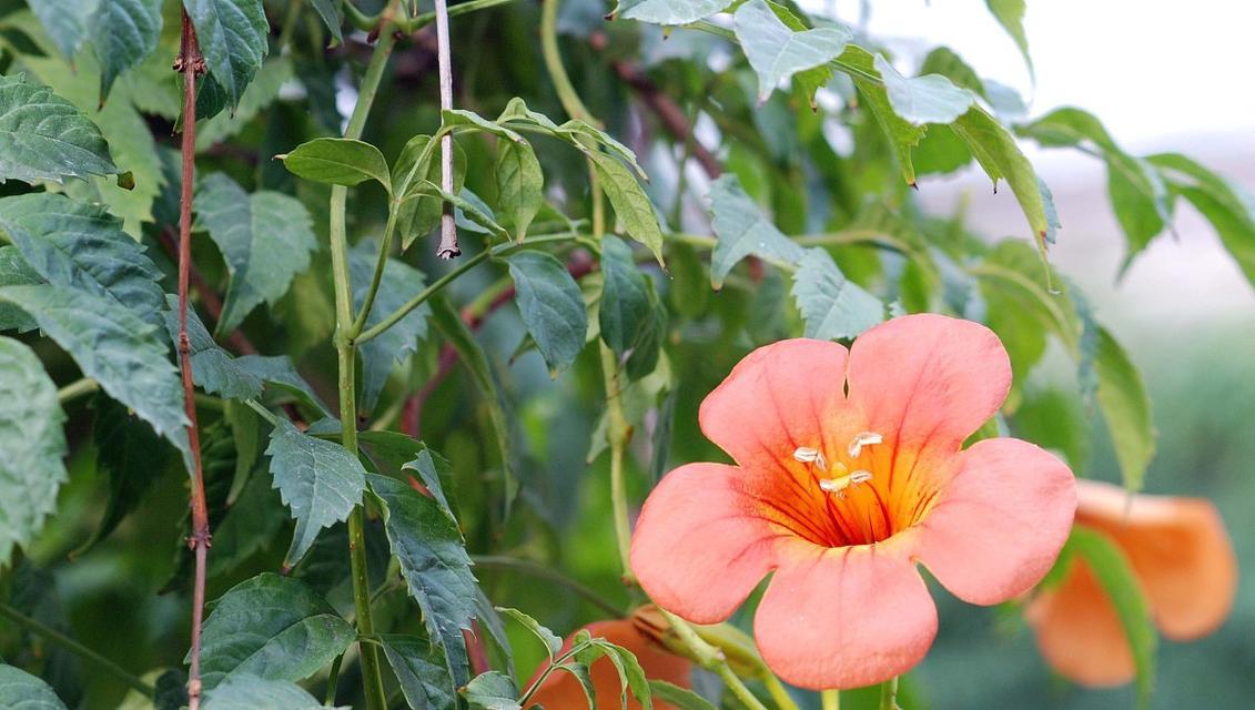 凌霄花的开花季节（了解凌霄花的花期，迎接花开花落）