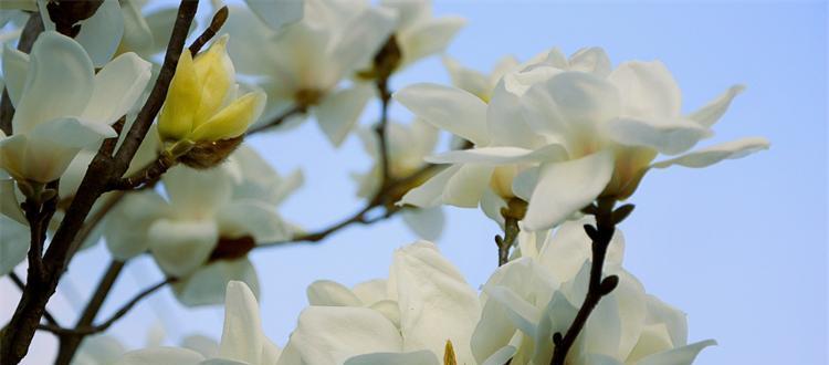 玉兰花的寓意与象征（探究玉兰花的美丽与内涵）