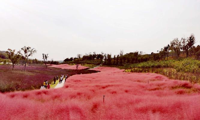 粉黛草开花时间及其特点（了解粉黛草开花季节，打造完美园林）