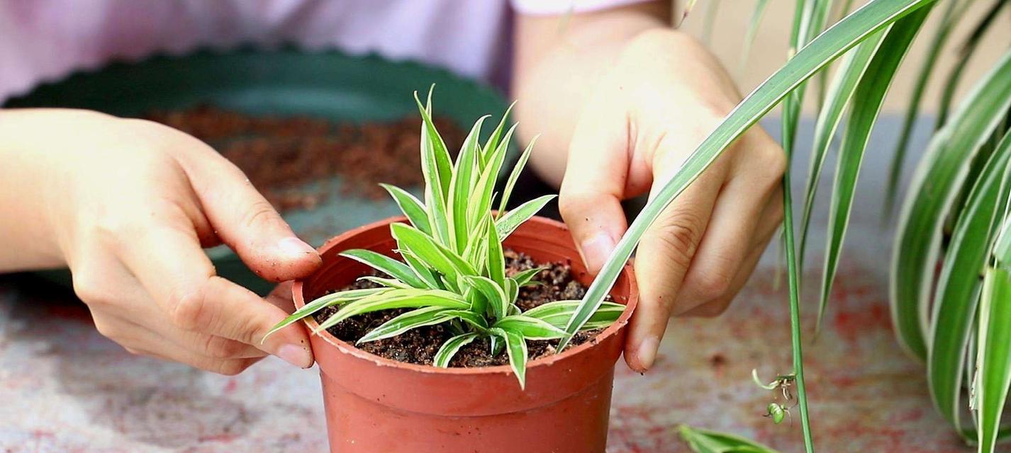 如何正确养护吊兰花（打造居家绿色空间，享受植物之美）