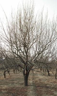 如何种植八棱海棠树籽？（全面介绍种植方法，助你轻松成为园艺达人）