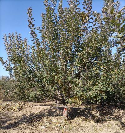 如何种植八棱海棠树籽？（全面介绍种植方法，助你轻松成为园艺达人）