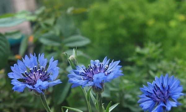 车矢菊养护指南（打造繁花似锦的车矢菊盆栽）