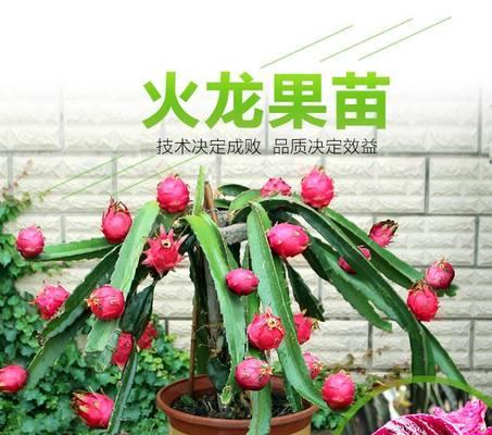 如何在家种植火龙果盆栽？（掌握6步骤，轻松享受鲜美果实）