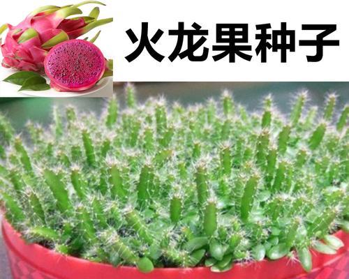 如何在家种植火龙果盆栽？（掌握6步骤，轻松享受鲜美果实）