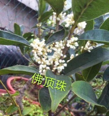 为什么我的桂花树不开花？（探究桂花树不开花的原因及解决方法）