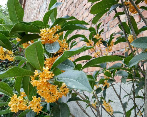 为什么我的桂花树不开花？（探究桂花树不开花的原因及解决方法）