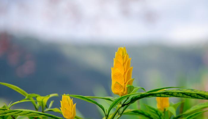 金苞花病虫害防治（掌握8个小技巧轻松应对）