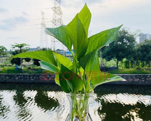 家居水培花养护指南（选择适合家居环境的水培花种类，让生活更美好）