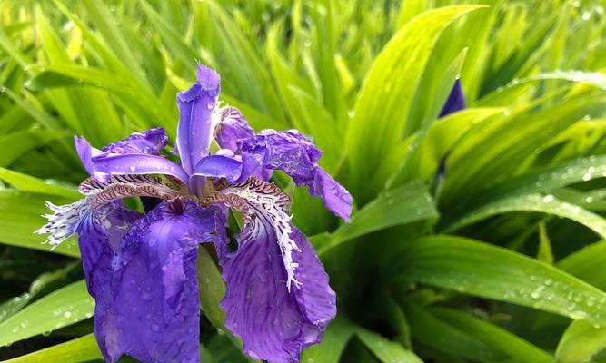 蓝蝴蝶花养殖方法与技术详解（让你轻松培育美丽的“天堂花”）