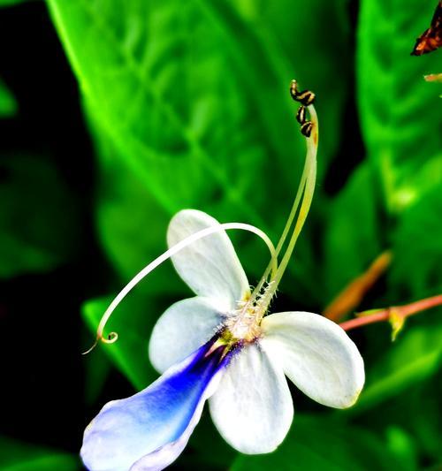 蓝蝴蝶花养殖方法与技术详解（让你轻松培育美丽的“天堂花”）