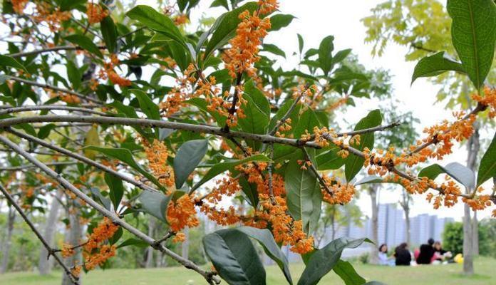 秋天的芳香——浅谈桂花的花期（品味芬芳，迎接金秋）