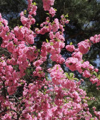 春日花开（迎接春天，赏花乐趣）