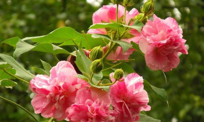 芙蓉花开放期多长（了解芙蓉花开放期，欣赏它的美丽）