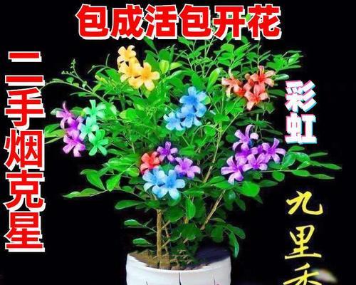 盆花应用——美化生活的艺术（打造精致小家园，从盆花开始）