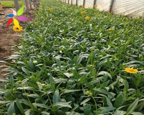 金鸡菊大量种植的技巧（如何种植金鸡菊？学会这些技巧让你轻松打造花海）