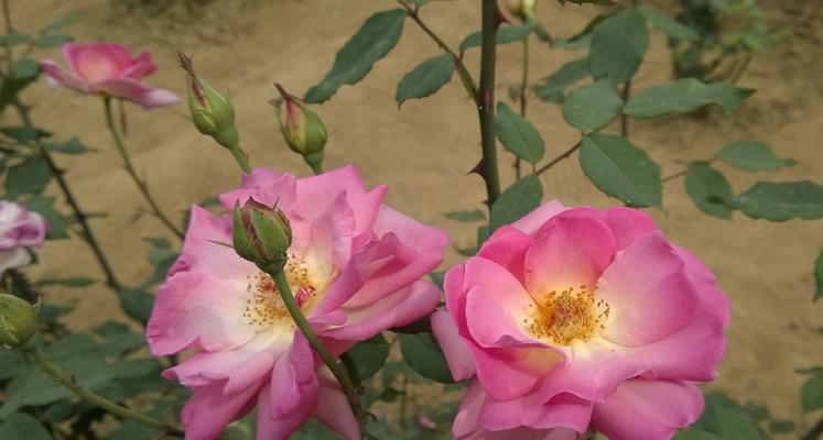 月季花与玫瑰花的区别（比较月季花和玫瑰花的形态、生长条件、花语等方面的不同点）