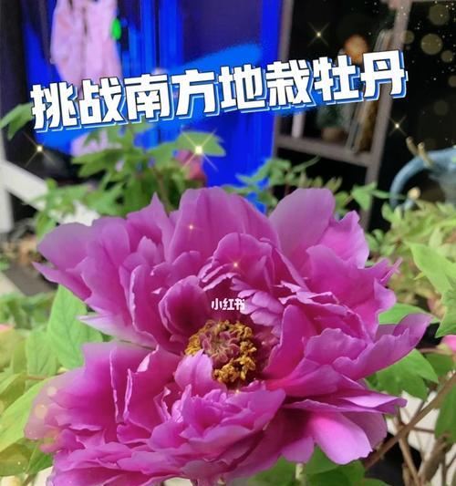 秋季牡丹花的修剪方法（营造优美庭院，专业瘦枝让牡丹花更美）