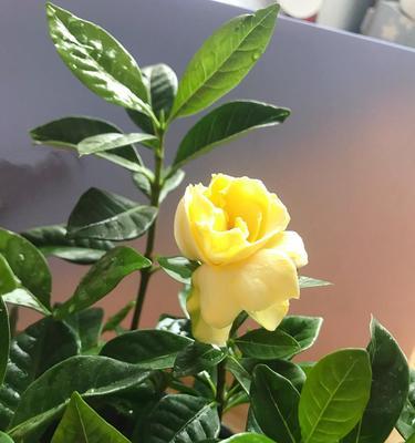 枙子花为什么掉花苞子？（探究枙子花开花掉落的原因及解决方法）