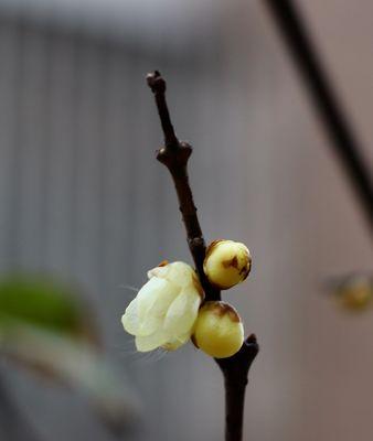 如何养好腊梅花（学会正确的腊梅花养护方法，让它成为你家里的一道亮丽风景）